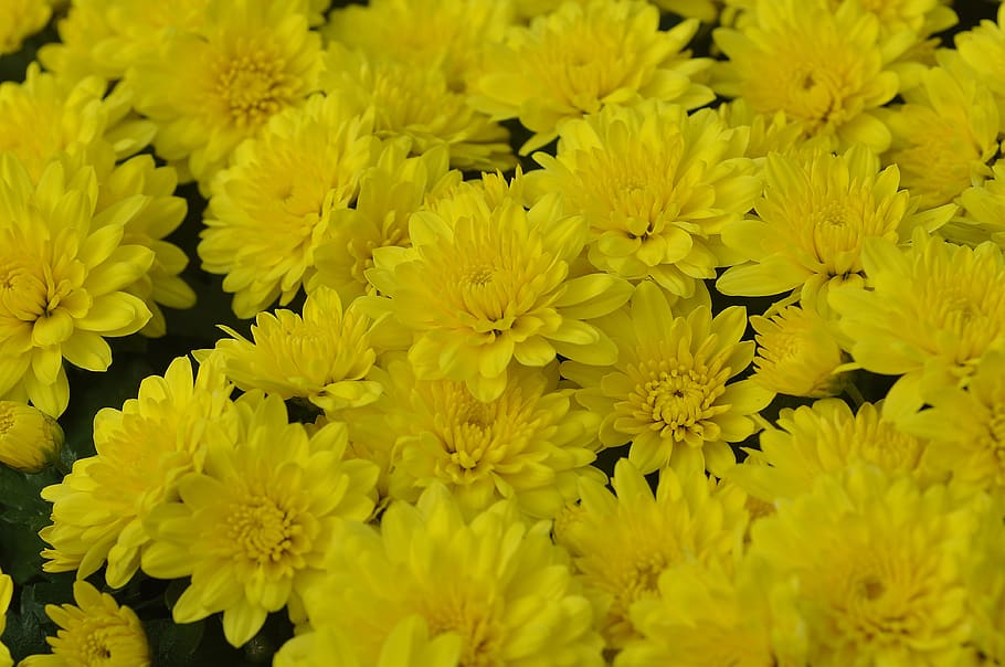 kuning, warna, krisan, bunga, tanaman berbunga, kesegaran, kerapuhan, kerentanan, kepala bunga, keindahan di alam