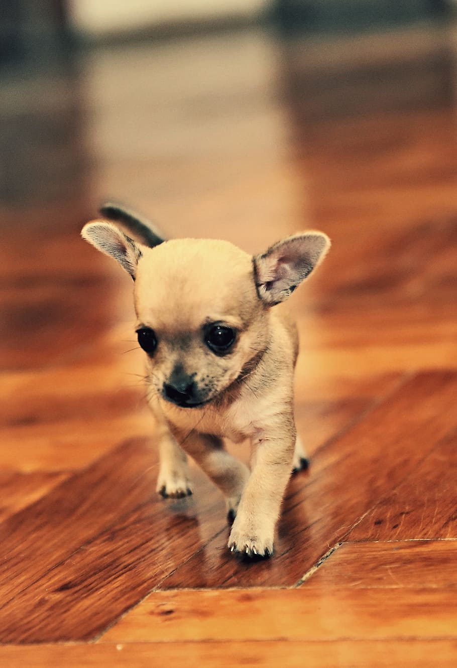 brown, puppy, wooden, flooring, chihuahua, pet, animal, little dog, tiny, sweet