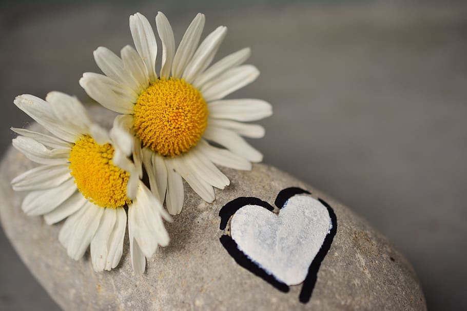 two, white-and-yellow daisy flowers, daisy, flowers, gray, stone, daisies, heart, love, friendship