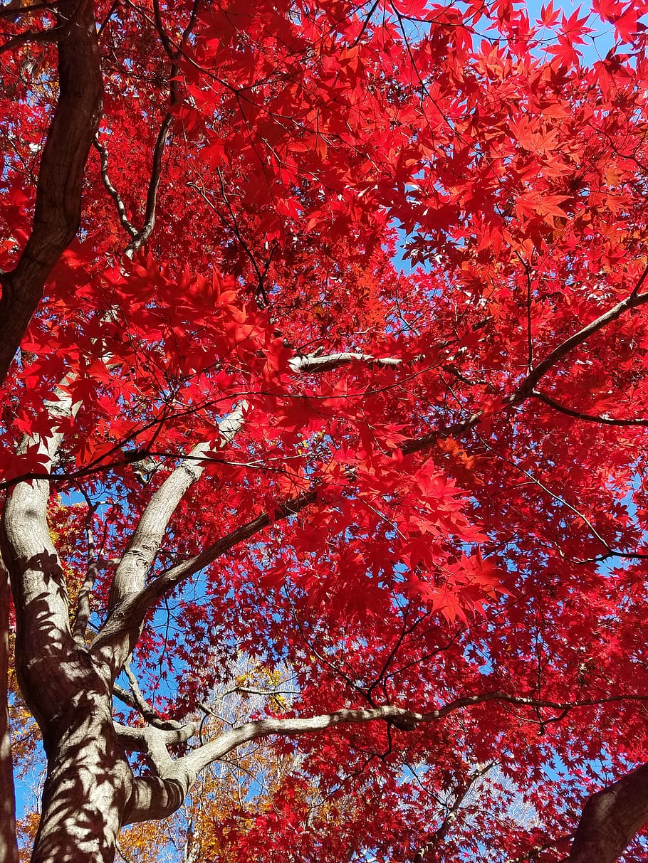 japanese maple, maple tree, trees, blue sky, acer palmatum, fall foliage, autumn, tree, red, low angle view