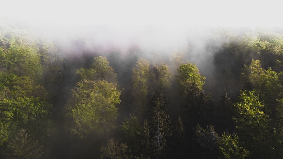 bosque, árboles, drone, naturaleza, paisaje, niebla, secreto, luz, escénico, místico