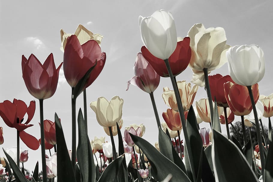 white, red, flowers painting, tulips, tulip field, tulip fields, spring, blossomed, tulpenbluete, spring flower