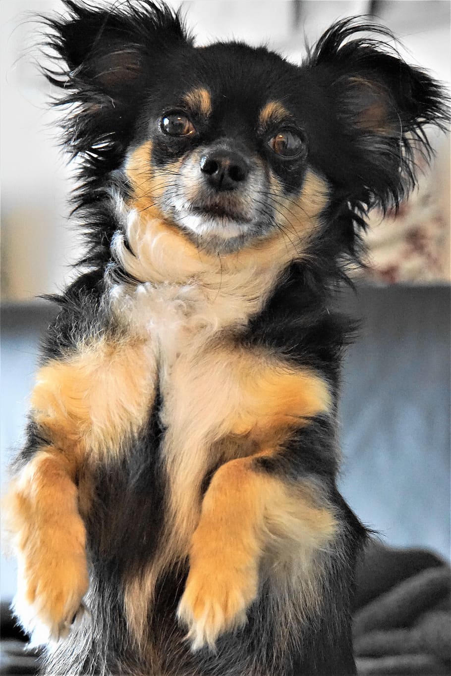 chihuahua, dog, small, cute, males, begging, on the couch, inside, animal portrait, love