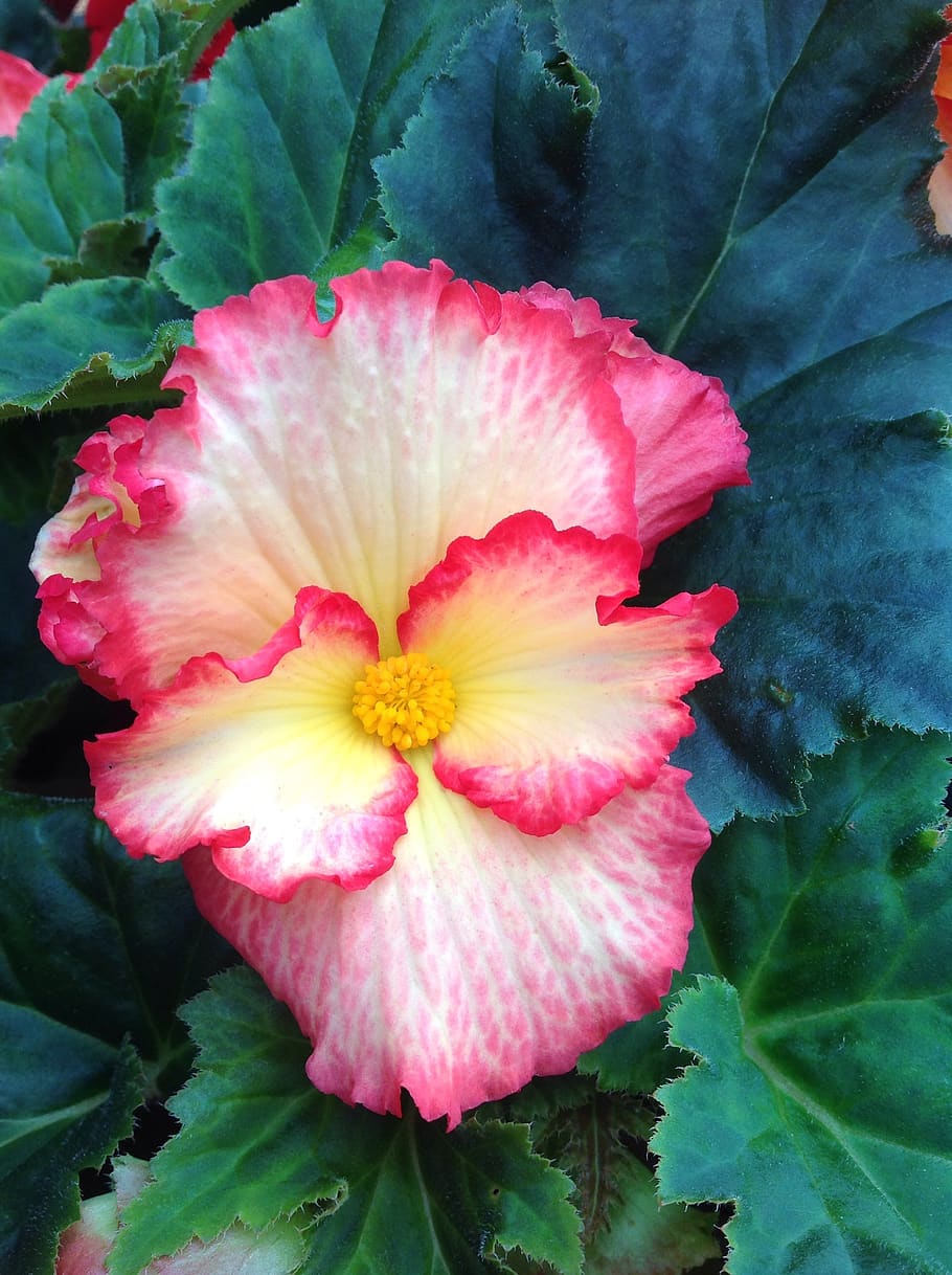 begonia, yellow, red, flower, flowering plant, plant, beauty in nature, vulnerability, fragility, freshness