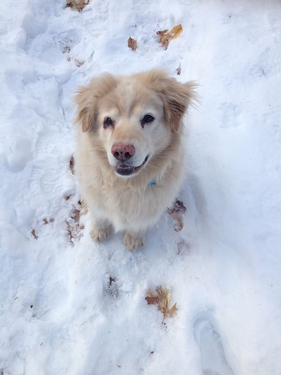 chow chow, golden retriever, mix, mixed breed, golden chow mix, snow, winter, happy, shelter dog, dog