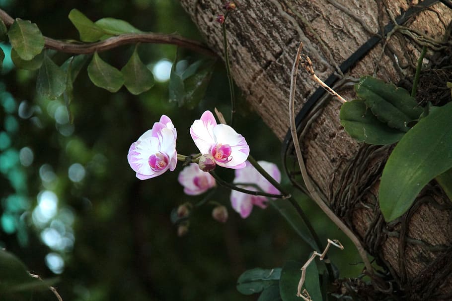 Orchid, Tree, Flower, Spring, Blossom, orchid, tree, bloom, nature, park, old tree