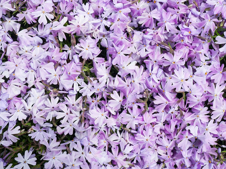 tempat tidur, ungu, bunga-bunga yang dilingkari, closeup, fotografi, yang dilingkari, bunga-bunga, alam, bunga, lilac