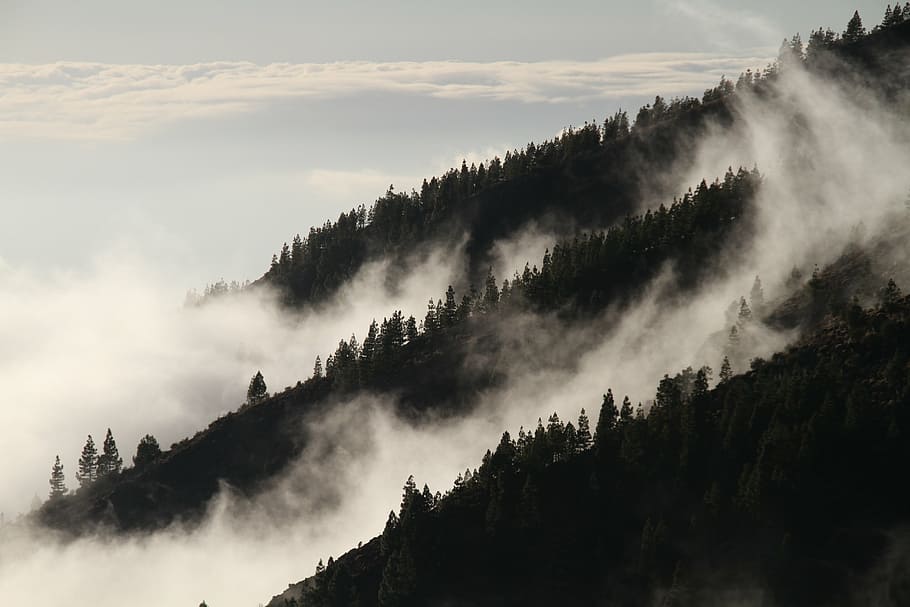 pine trees, mountain, cliouds, fog, forest, mist, mysterious, vegetation, nature, tree