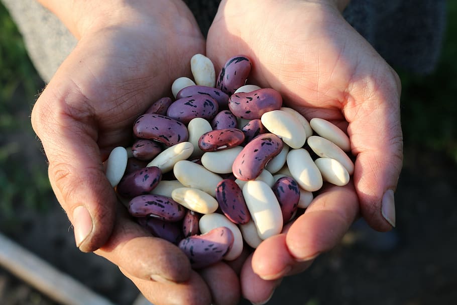 white, pink, seeds, person, hand, runner beans, food, people, daytime, many