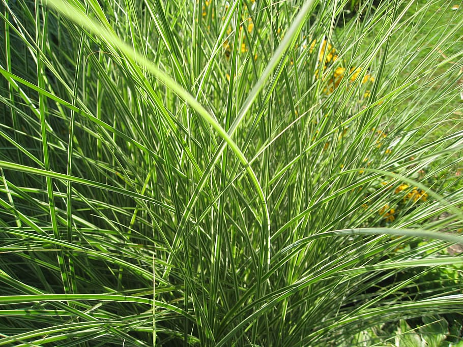 Grasses, Greenery, Plants, Weeds, Greens, leaves, leafy, dense, thick, growing