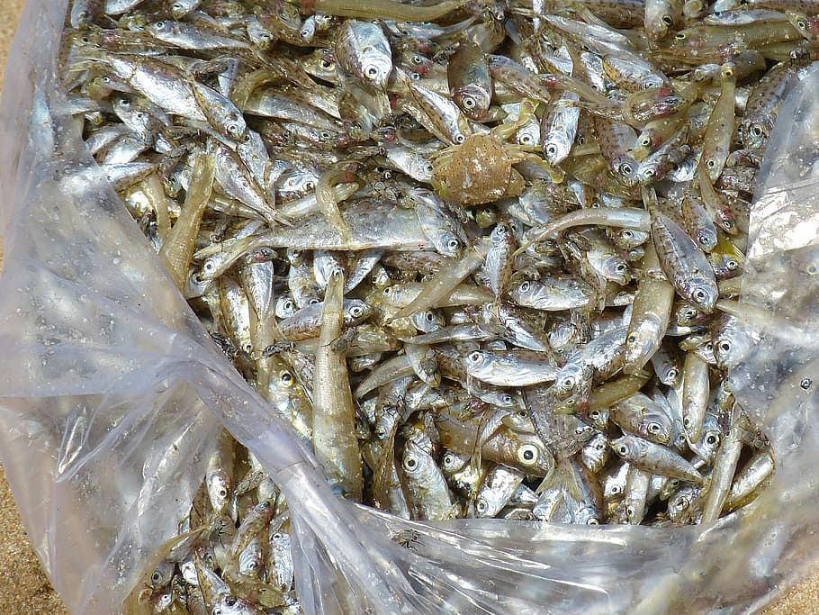 Ikan, Laut, Pasar, Vietnam, Phu Quoc, memancing, makanan laut, makanan dan minuman, makanan, satwa liar
