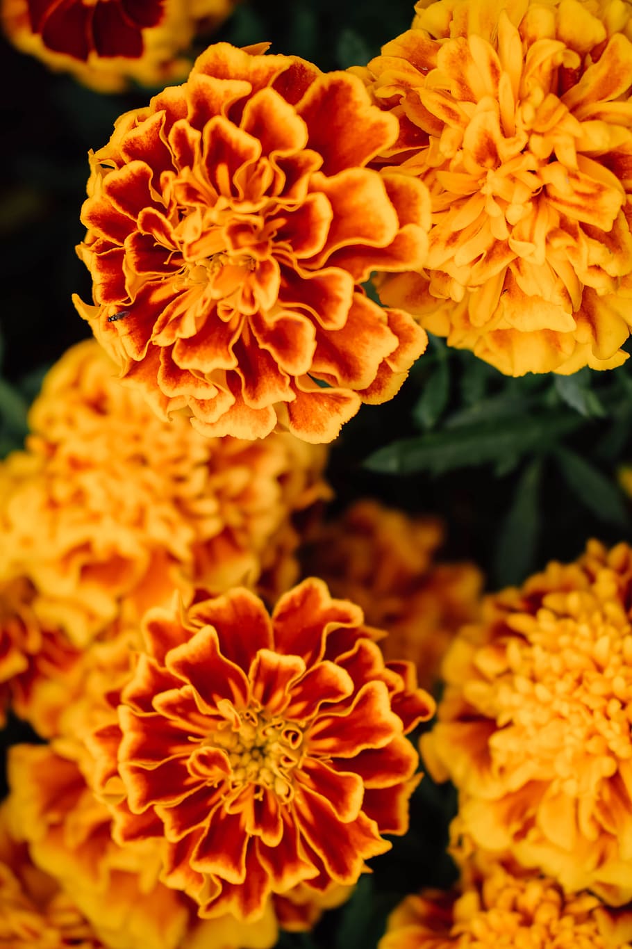 marigold, flower, orange, plant, garden, flower bed, yellow, bright, summer, petals