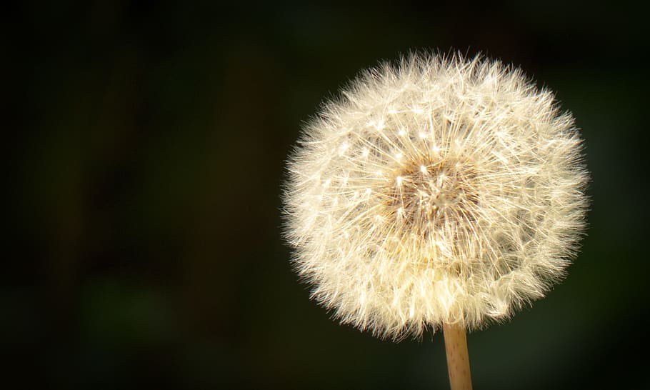 dandelion, close, seeds, high contrast, dandelion seeds, wild flowers, faded, plant, gone with the wind, roadside