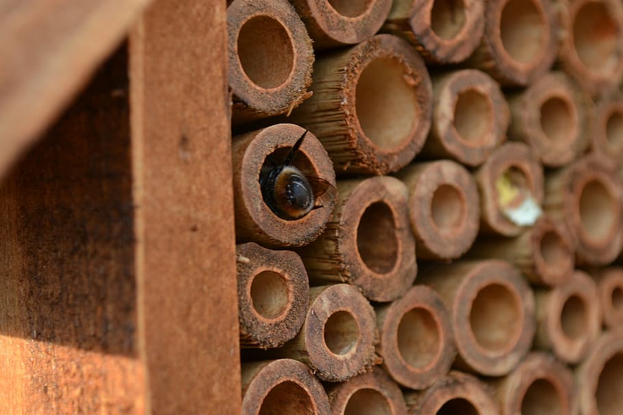 mason bee, bee, osmia, insect house, bamboo, housekeeping, cleaning chamber, insects, close-up, mud