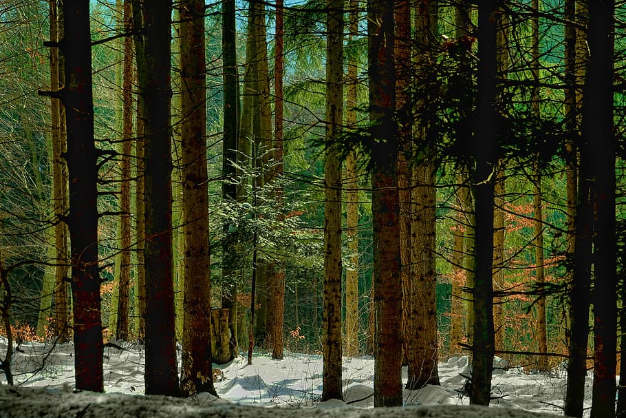 Дерево лес коричневый. Время лес. Winter Wood Panoram.