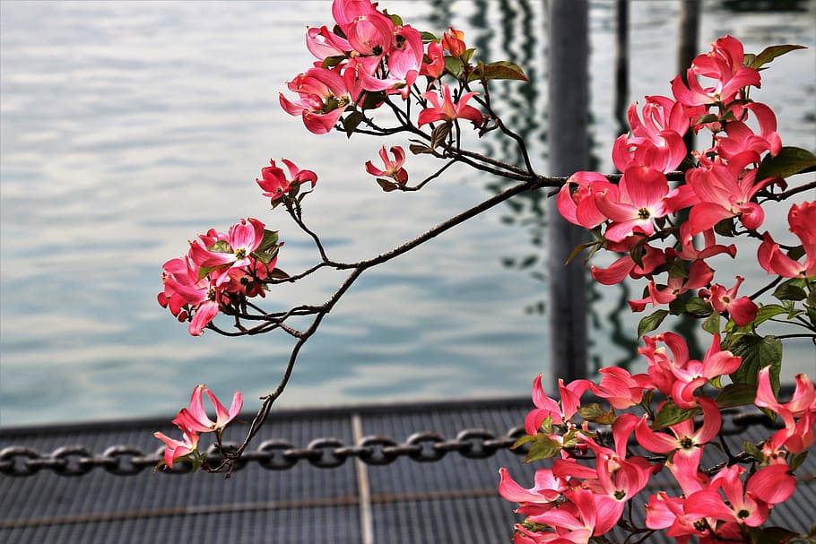 rojo, flores de cornejo, cuerpo, fotografía de primer plano de agua, magnolia, naturaleza, planta, temporada, verano, la frescura