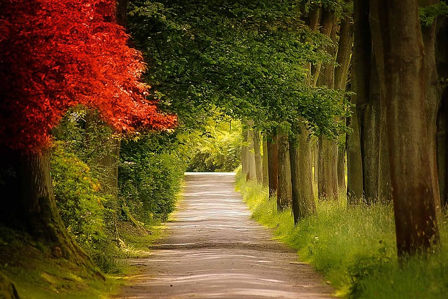 trees, road, nature, wood, tree, park, leaf, plant, direction, the way forward