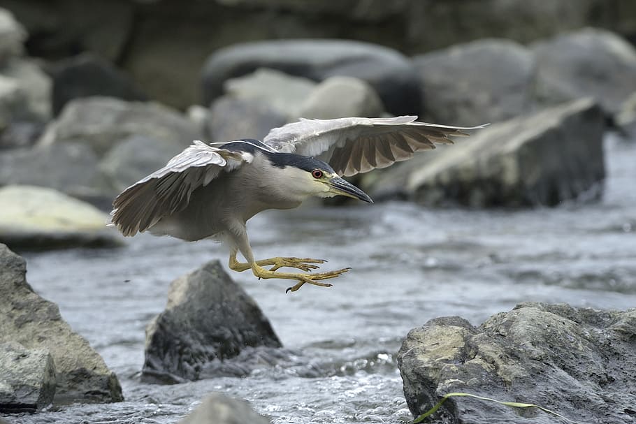 Позвоночные птицы. Bird on the Rock.