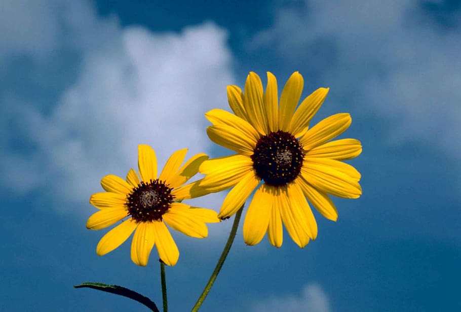 sunflower, flower, blossomed, yellow, helianthus, nature, sun, white clouds, blue sky, horticulture