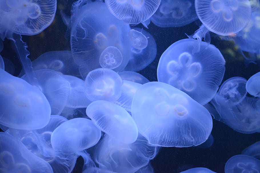 jellyfish, blue, texture, water, nature, ocean, underwater, creature, wildlife, wallpaper