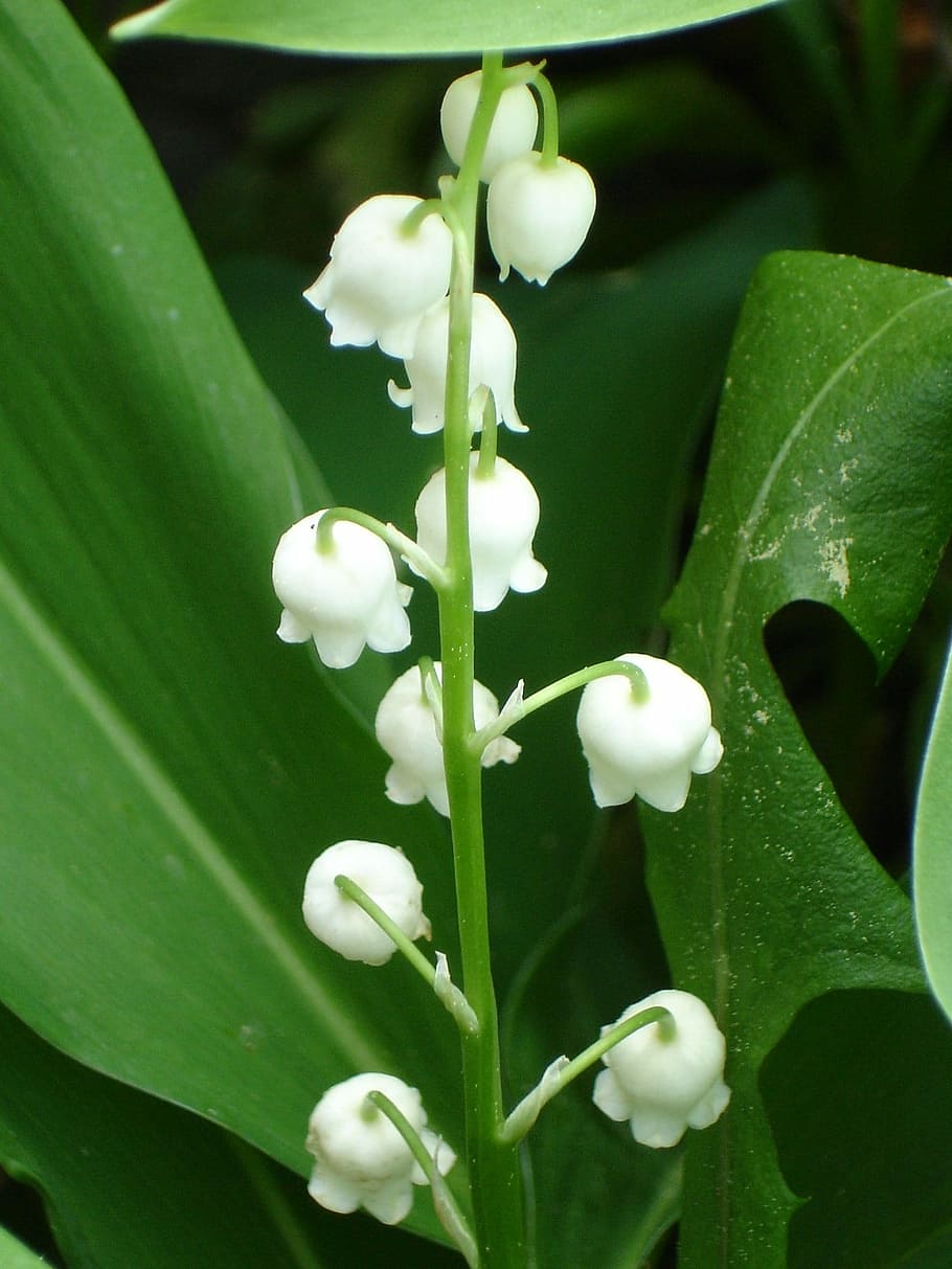lily, valley, Lily Of The Valley, Convallaria Majalis, asparagus plant, plant, wild flower, spring, fragrance, sweet