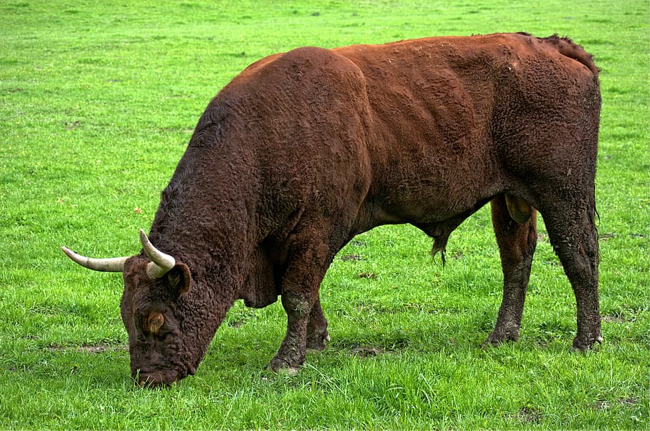 touro, carne de bovino, gado, chifres, agricultura, grama, comer, natureza, pasto, prado