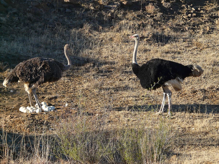strauss few, bird couple, ostrich pair, father, mother, strauss, bouquet, ostrich, flightless bird, bird