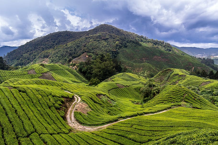 tree, covered, mountain, daytime, malaysia, tea plantation, travel, cameron highlands, tea fields, green