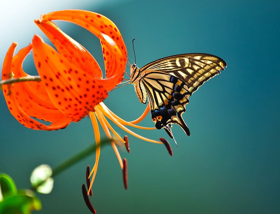 micro, tiger swallowtail butterfly, perched, orange, flower, butterfly, flowers, swallowtail, insects, nature