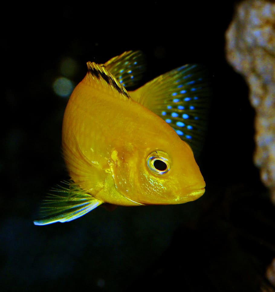 gold fish, fish, yellow, african cichlid, blue, fin, labidochromis, aquarium, tropical, lake malawi