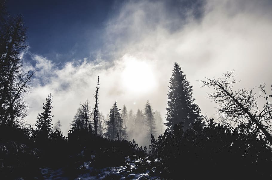 mountain, clouds, sky, fog, dark, pine tree, trees, forest, woods, plant
