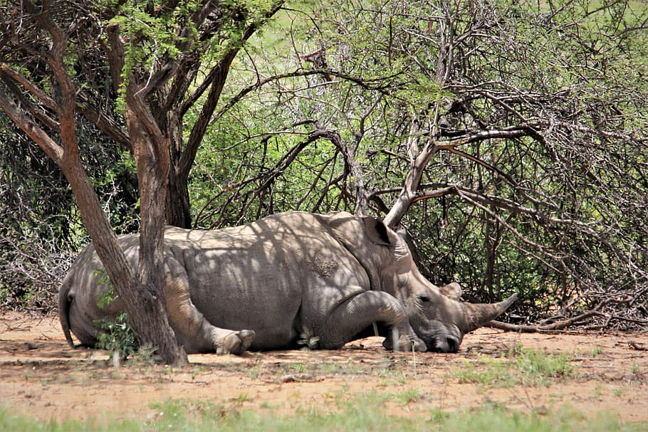branco, rinoceronte, embaixo, árvore, descanso, parque nacional, sul, africano, natureza, fundo