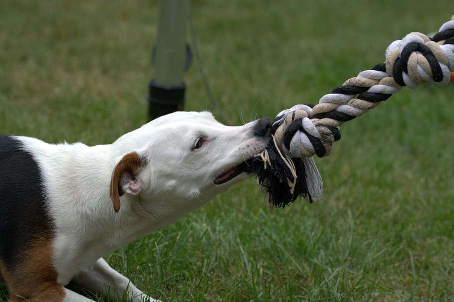close-up photo, white, biting, rope, green, grass, Jack Russell, Dog, Terrier, Play