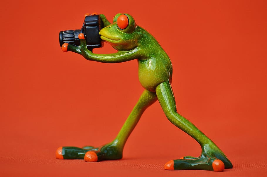 photographer, frog, funny, green, animal, animal world, fun, camera, photograph, studio shot