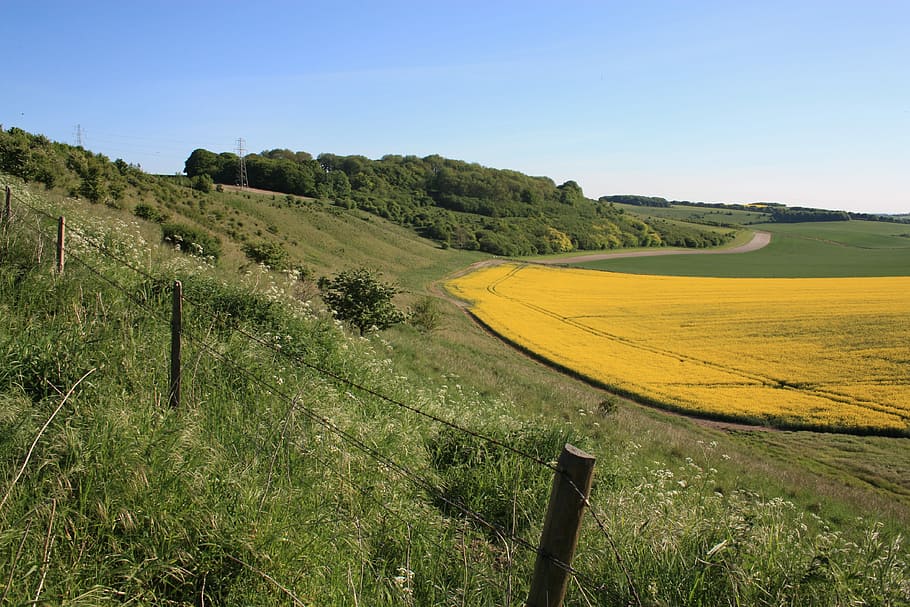 Wiltshire, Down, Land, Rape, Oilseed, down land, agricultural, britain, blue, hill
