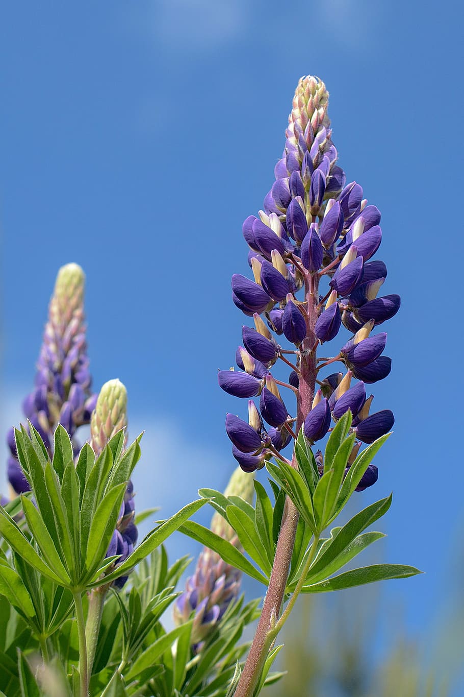 lupine, flower, inflorescence, sky, blue, growth, plant, beauty in nature, flowering plant, freshness