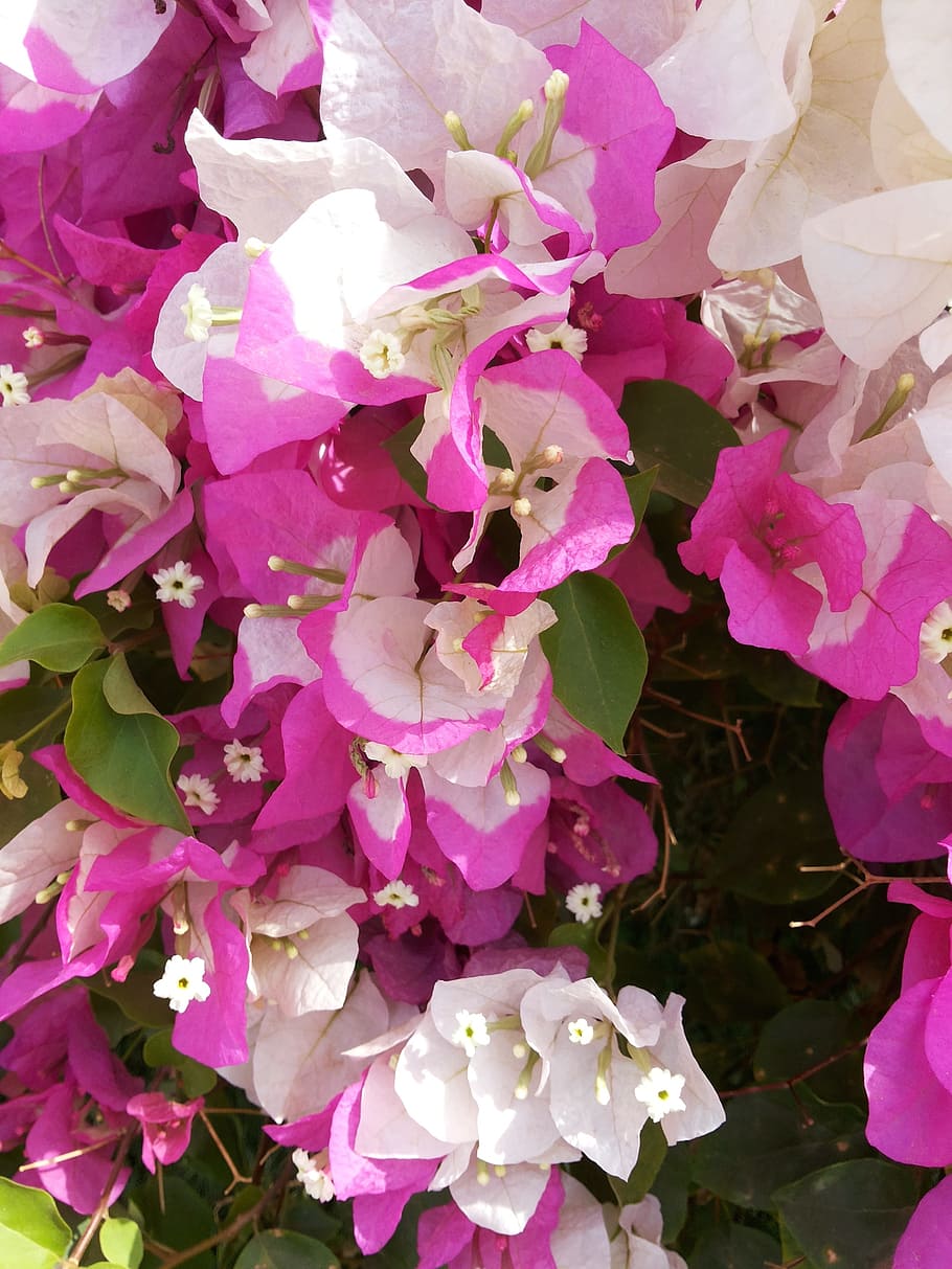 Flor, blanco, buganvillas, rosa, jardín, exótico, flor rosa, flor blanca,  color rosa, sin gente | Pxfuel