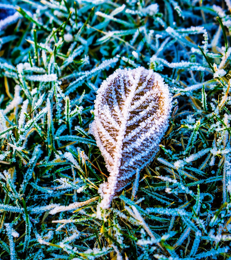 frost, ice, leaf, winter, snow, frozen, cold, snowflake, nature, crystal