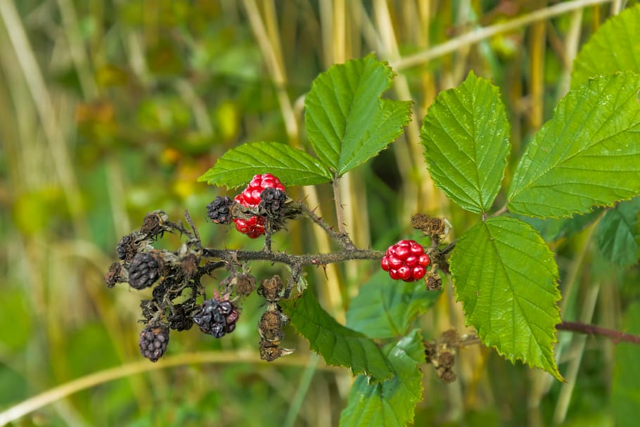 blackberry, beri, daun, duri, panen, semak, rumput, musim gugur, raspberry, oktober