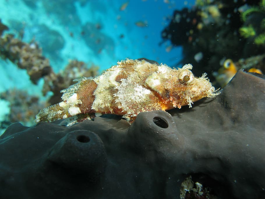 albino scorpion fish, scuba, diving, animals in the wild, underwater, sea, animal wildlife, animal themes, undersea, sea life