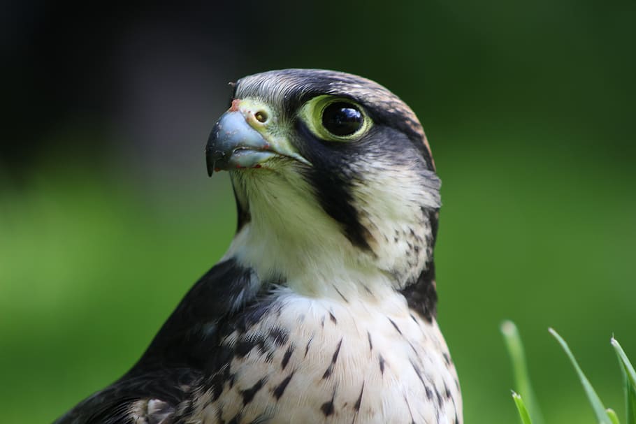 lanner falcon, falcon, lanner, predator, raptor, prey, bird, hawk, wildlife, falconry