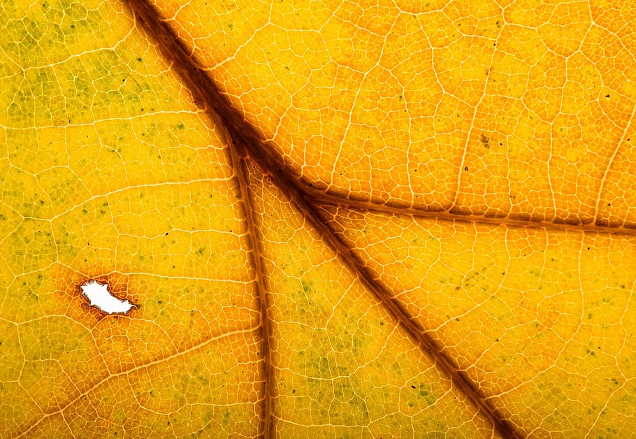 Hojas, hoja, otoño, follaje de otoño, luz de fondo, naturaleza, macro, primer plano, amarillo, fondos