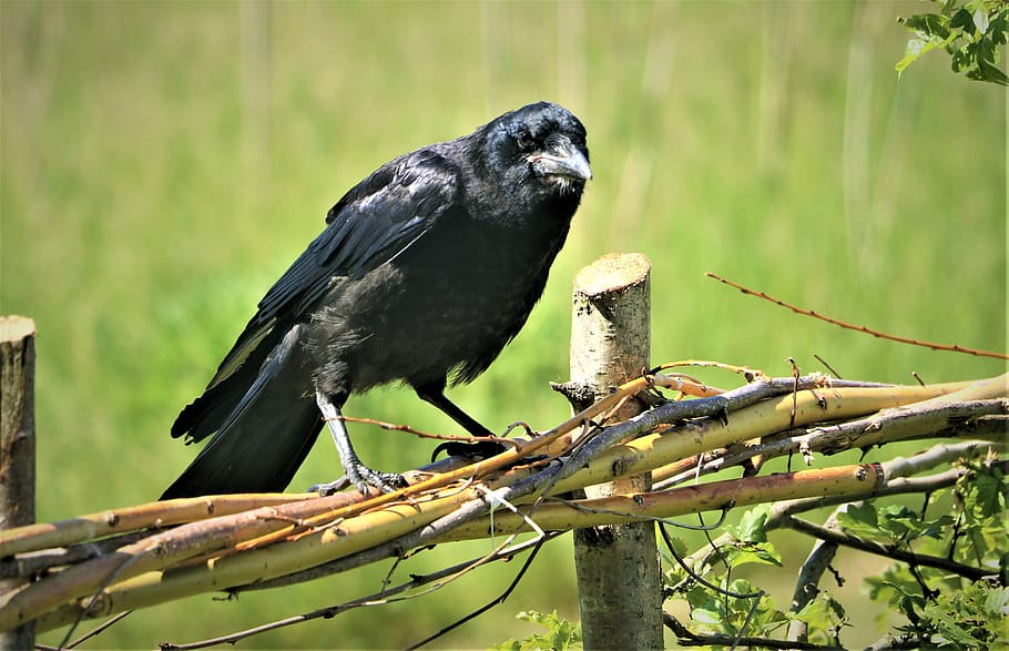corvo, pássaro, corvo comum, animal, pena, preto, vida selvagem, bico, plumagem, procurando