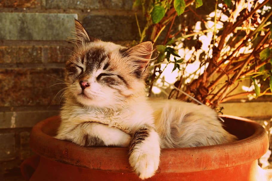 adult, white, black, cat, kitten asleep in a pot, beautiful cat asleep, pet portrait, cute, furry, sweet