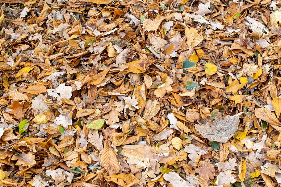 follaje de otoño, hojas, fondo, estructura, naturaleza, textura, amarillo, marrón, naranja, patrón