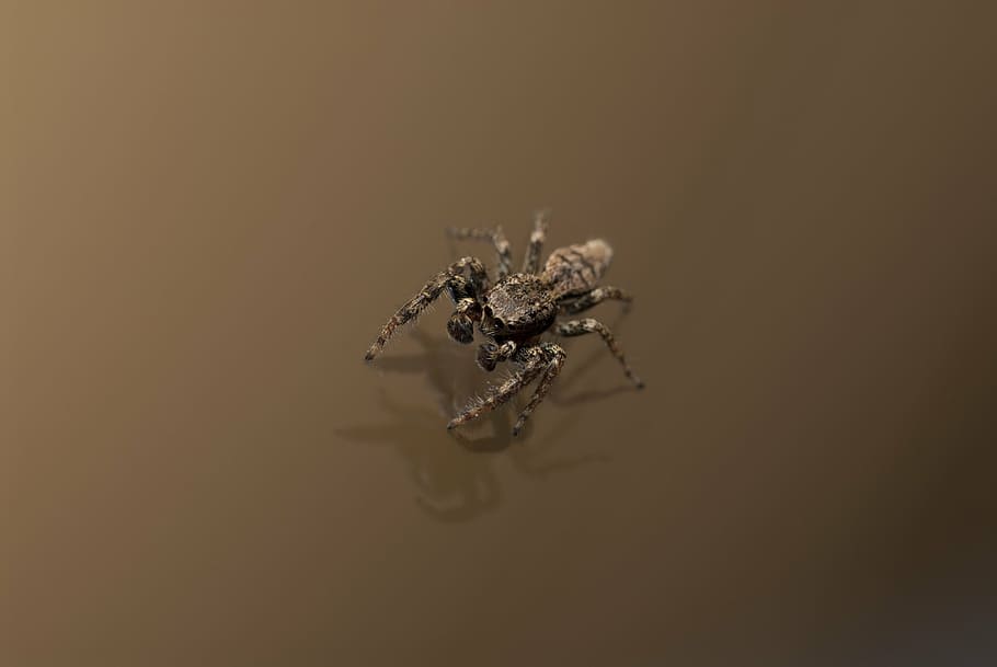 macro photography, gray, black, spider, arachnids, venom, poison, arachnid, brown, one animal