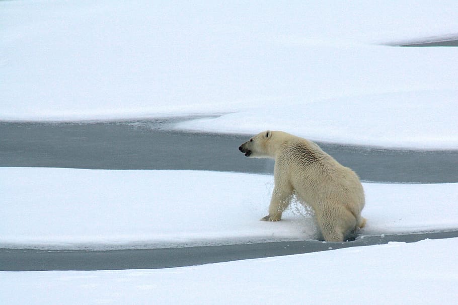 polar, bear, standing, ice berg, polar bear, ice, floating, arctic, white, cold