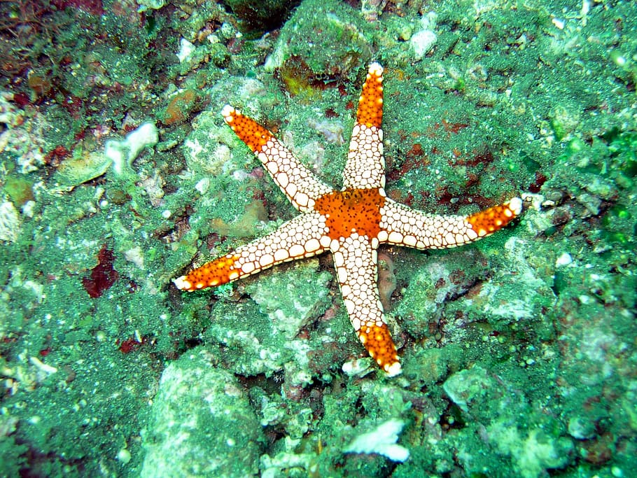 branco, laranja, estrela do mar, pedra, oceano, mar, embaixo da agua, estrela, água, Maldivas