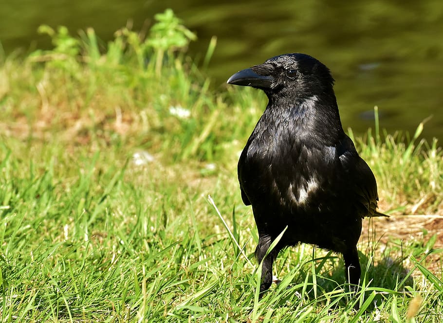 black, feathered, bird, green, grass, daytime, crow, raven bird, raven, nature