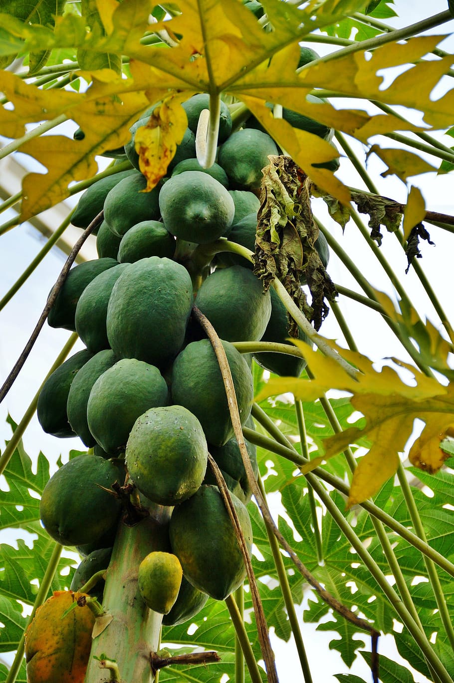 papaya, fruit, fetus, tree, exotic, healthy eating, food and drink, food, green color, growth